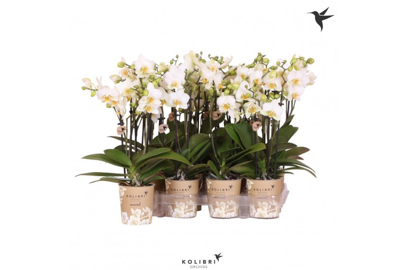 Phalaenopsis multiflora wit Kolibri Orchids Phalaenopsis White 3 spike 