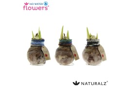 Hippeastrum gewaxt No Water Flowers Naturalz Deco Mix2 tak/plnt