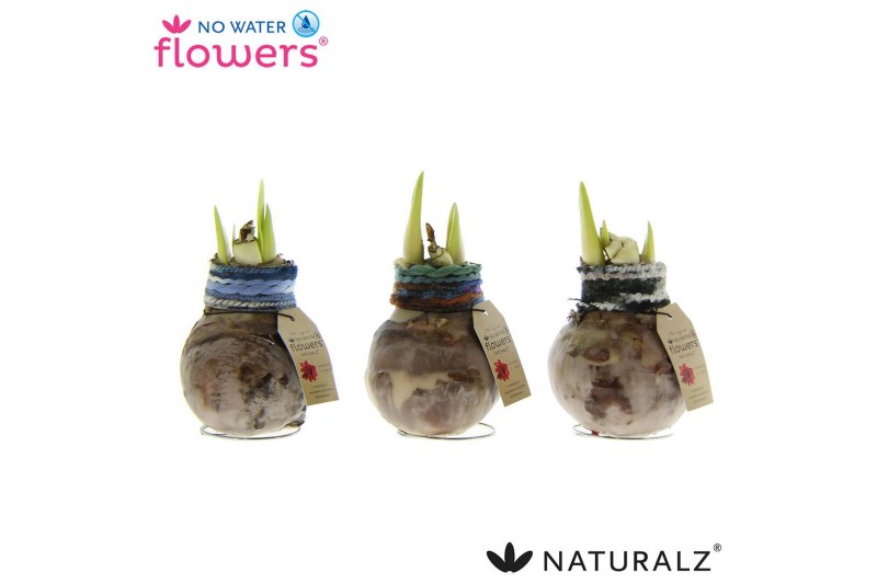 Hippeastrum gewaxt No Water Flowers Naturalz Deco Mix2 tak/plnt 