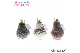 Hippeastrum gewaxt No Water Flowers Waxz® Art v Gogh2 tak/plnt