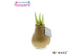 Hippeastrum gewaxt No Water Flowers Waxz® Metallic Gold2 tak/plnt