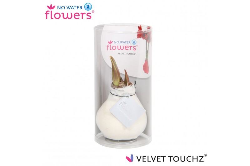 Hippeastrum gewaxt No Water Flowers Velvet Touchz® White in koker2 tak 