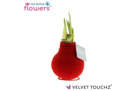 Hippeastrum gewaxt No Water Flowers Velvet Touchz® Red2 tak/plnt