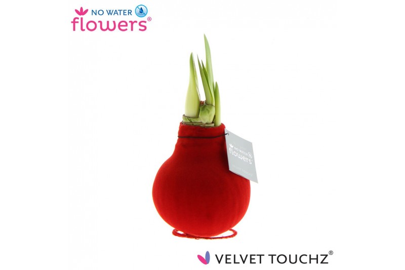 Hippeastrum gewaxt No Water Flowers Velvet Touchz® Red2 tak/plnt 
