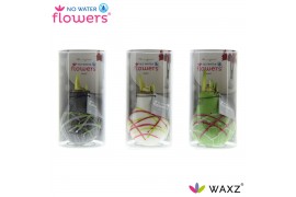 Hippeastrum gewaxt No Water Flowers Waxz® Art Picasso in Koker2 tak/pl