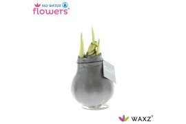 Hippeastrum gewaxt No Water Flowers Waxz® Metallic Silver2 tak/plnt