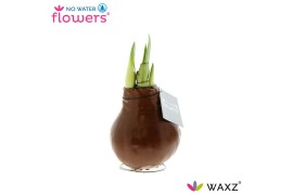 Hippeastrum gewaxt No Water Flowers Waxz® Metallic Copper2 tak/plnt