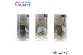 Hippeastrum gewaxt No Water Flowers Waxz® Art Rembrandt in Koker2 tak/