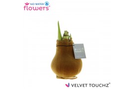 Hippeastrum gewaxt No Water Flowers Velvet Touchz® Copper2 tak/plnt