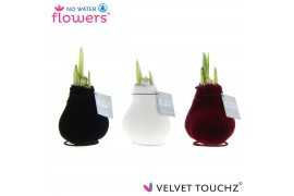 Hippeastrum gewaxt No Water Flowers Velvet Touchz® Classic mix2 tak/pl