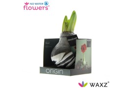 Hippeastrum gewaxt No Water Flowers Waxz® Artooz Earth Black Boxz(Deco