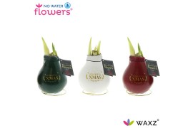 Hippeastrum gewaxt No Water Flowers Waxz® Message Printz Xmas2 tak/pln