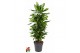 Dracaena fragr. cintho Dracaena Cintho vertakt P27pp 