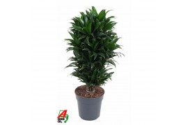 Dracaena fragr. compacta Dracaena Compacta vertakt P24pp