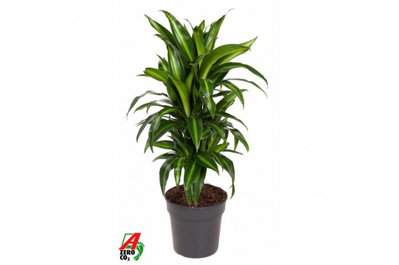 Dracaena fragr. hawaiian sunshine Dracaena Hawaiiana vertakt P21pp 