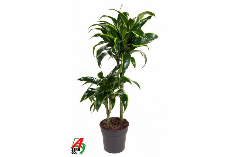 Dracaena fragr. compacta dorado Dracaena Dorado 45-15pp 