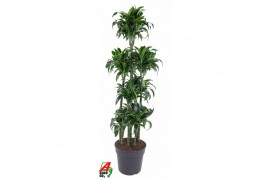 Dracaena fragr. compacta dorado Dracaena Dorado 120-carrouselpp
