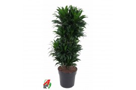 Dracaena fragr. compacta Dracaena Compacta vertakt P27pp