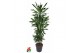 Dracaena fragr. janet lind Dracaena Janet Lind 120-carrouselpp 