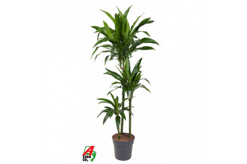 Dracaena fragr. janet craig Dracaena Janet Craig 90-60-303 pp 