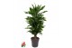 Dracaena fragr. janet lind Dracaena Janet Lind vertakt P24pp 
