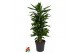 Dracaena fragr. janet lind Dracaena Janet Lind vertakt P27pp 