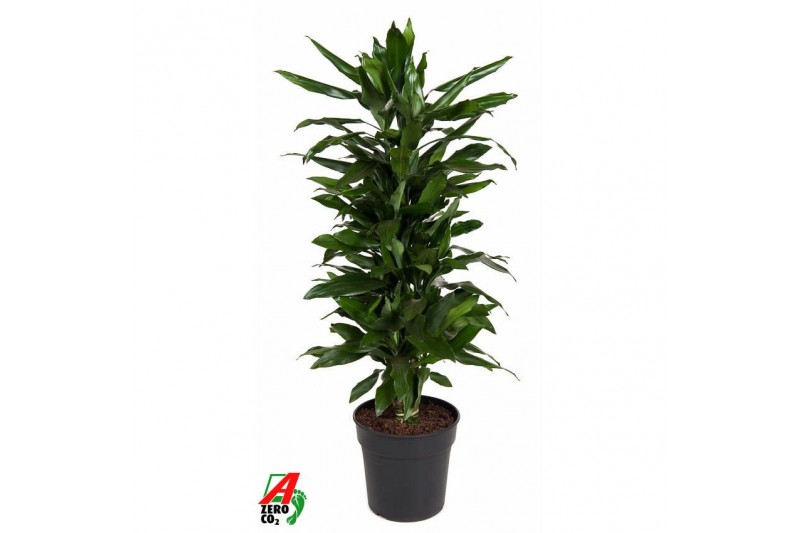 Dracaena fragr. janet lind Dracaena Janet Lind vertakt P27pp 