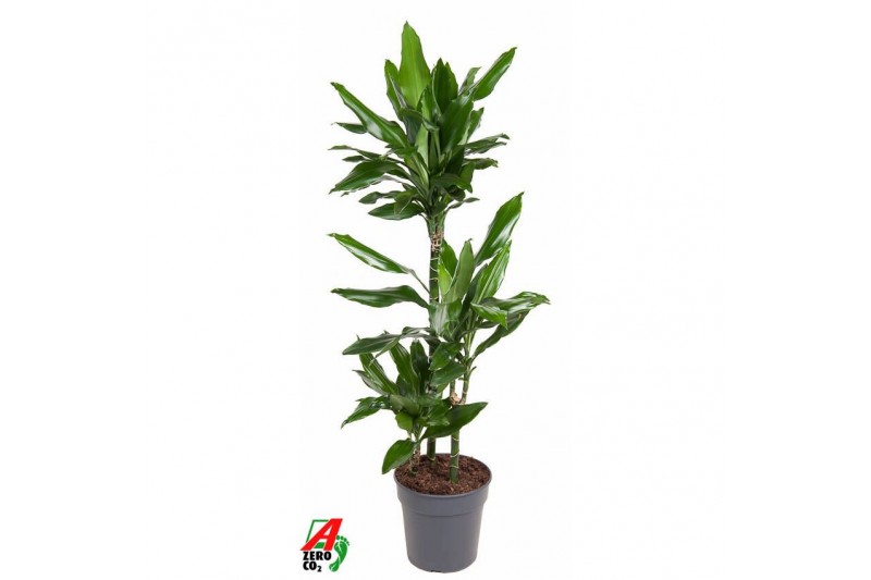 Dracaena fragr. janet lind Dracaena Janet Lind 60-30-15pp 