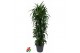Dracaena fragr. janet craig Dracaena Janet Craig vertakt P34pp 