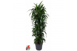 Dracaena fragr. janet craig Dracaena Janet Craig vertakt P34pp