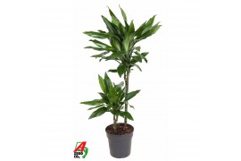 Dracaena fragr. janet lind Dracaena Janet Lind 45-15pp