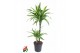 Dracaena fragr. der. lemon lime Dracaena Lemon Lime 45-15pp 