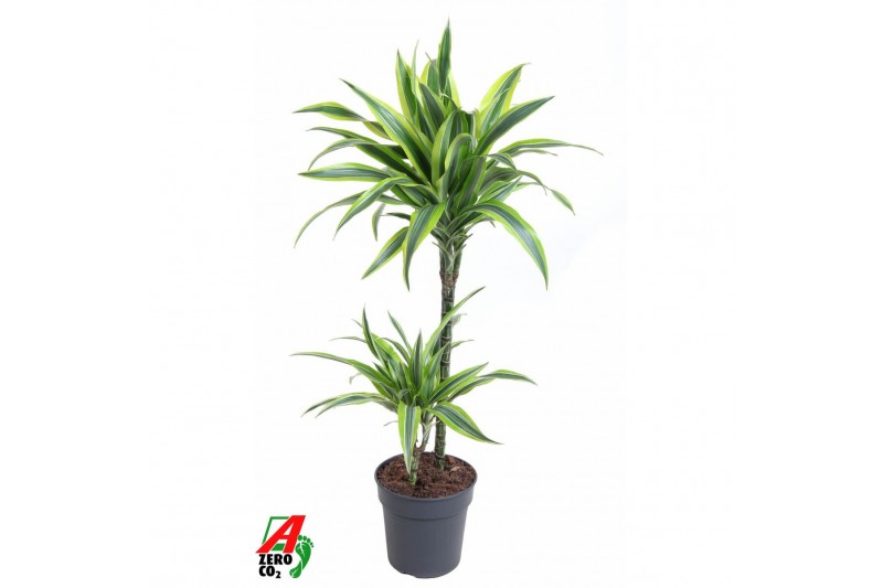Dracaena fragr. der. lemon lime Dracaena Lemon Lime 45-15pp 