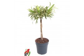 Dracaena reflexa song of india Dracaena Song Of India gevlochten stam 