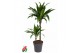 Dracaena fragr. janet craig Dracaena Janet Craig 45-152 pp 