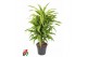 Dracaena fragr. der. lemon lime Dracaena Lemon Lime vertakt P24pp 