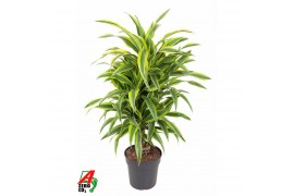 Dracaena fragr. der. lemon lime Dracaena Lemon Lime vertakt P24pp