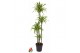 Dracaena fragr. der. lemon lime Dracaena Lemon Lime 120-90-60-30pp 