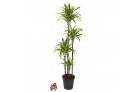 Dracaena fragr. der. lemon lime Dracaena Lemon Lime 120-90-60-30pp