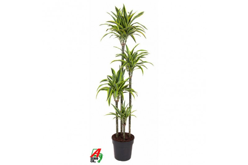 Dracaena fragr. der. lemon lime Dracaena Lemon Lime 120-90-60-30pp 