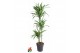 Dracaena fragr. der. lemon lime Dracaena Lemon Lime 90-60-30pp 