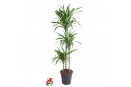 Dracaena fragr. der. lemon lime Dracaena Lemon Lime 90-60-30pp