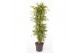 Dracaena fragr. der. lemon lime Dracaena Lemon Lime vertakt P341 pp 