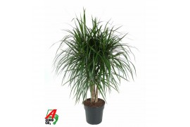 Dracaena marginata Dracaena Marginata vertakt P27pp