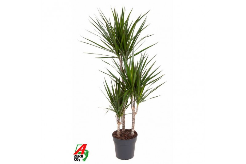 Dracaena marginata Dracaena Marginata 60-30-15pp 