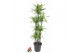 Dracaena fragr. der. lemon lime Dracaena Lemon Lime 120-carrouselpp 