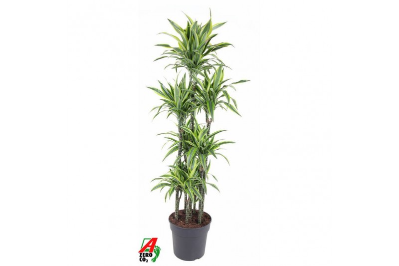 Dracaena fragr. der. lemon lime Dracaena Lemon Lime 120-carrouselpp 