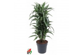 Dracaena fragr. der. ulises Dracaena Ulises vertakt P271 pp