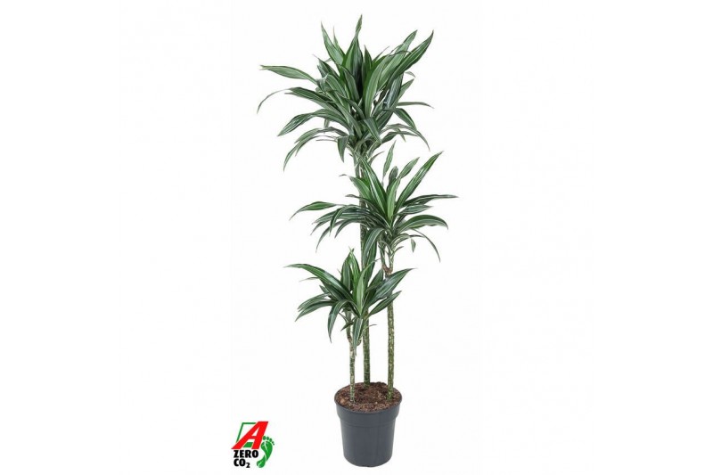 Dracaena fragr. der. ulises Dracaena Ulises 90-60-30pp 