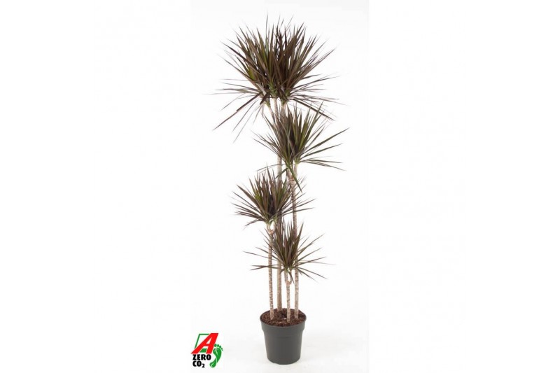 Dracaena marg. magenta Dracaena Magenta 120-90-60-30pp 